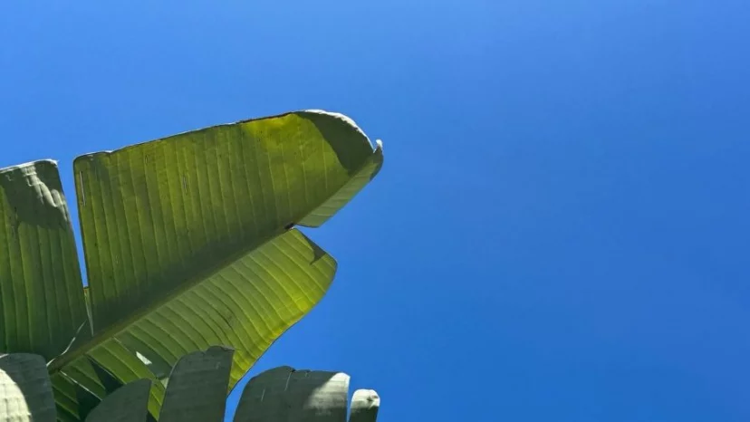 Calypso Bistrotteria di Mare