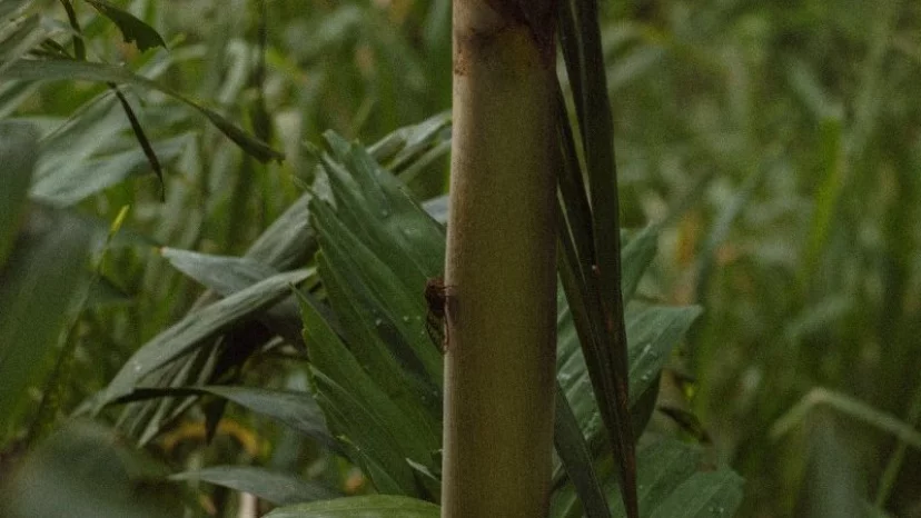 « Ouvert du mercredi au samedi, en service continu ! - 00590 690 765 985 »