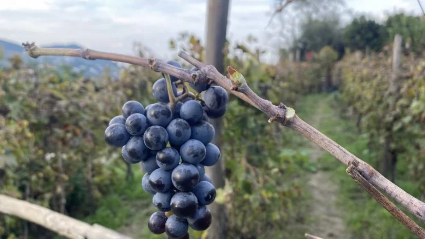 La sosta di bacco